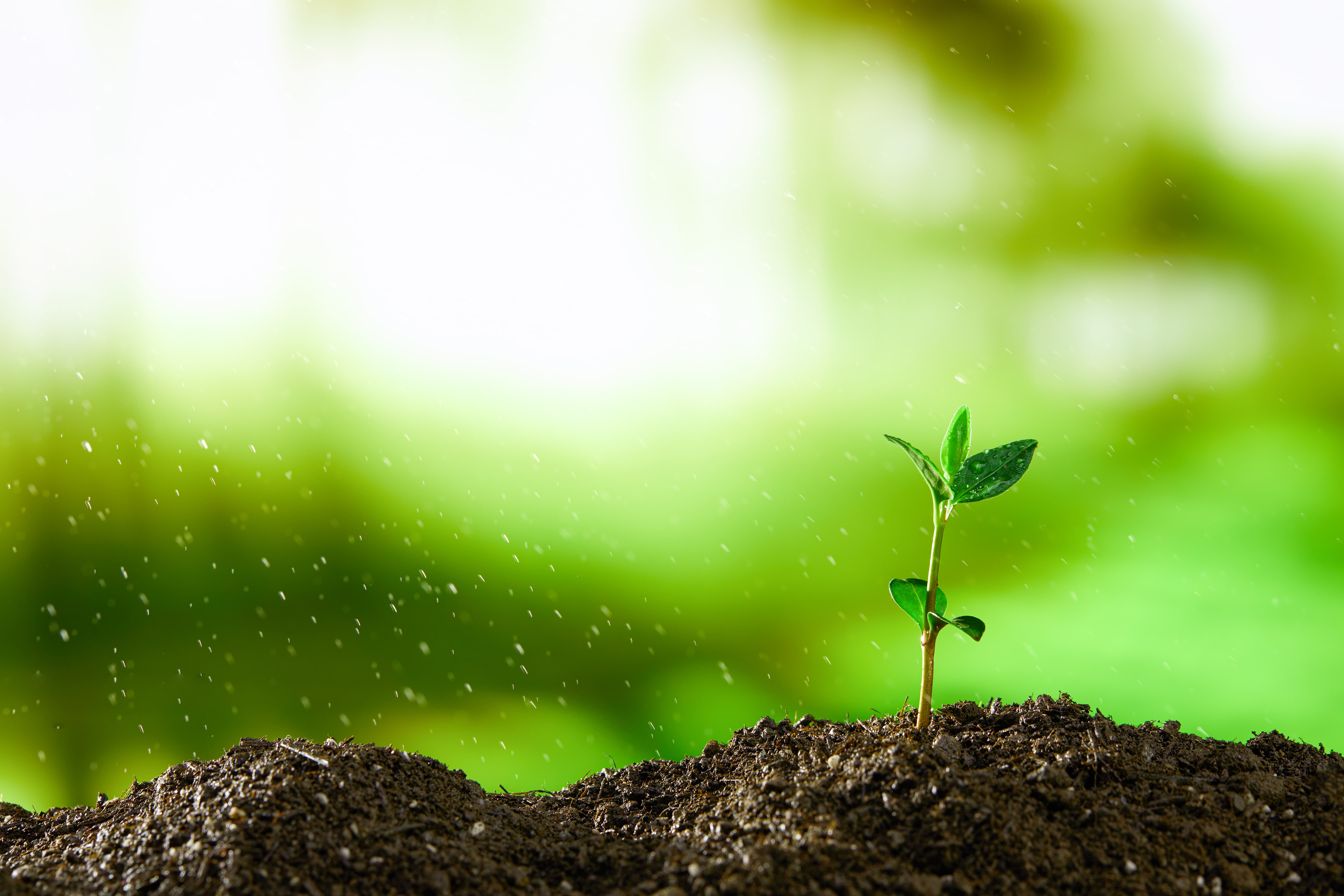 金種子企業(yè)